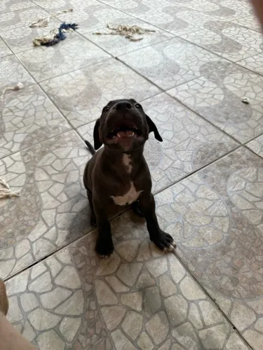 Filhote de Pitbull