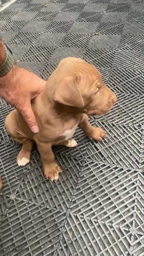 Filhote Pitbull