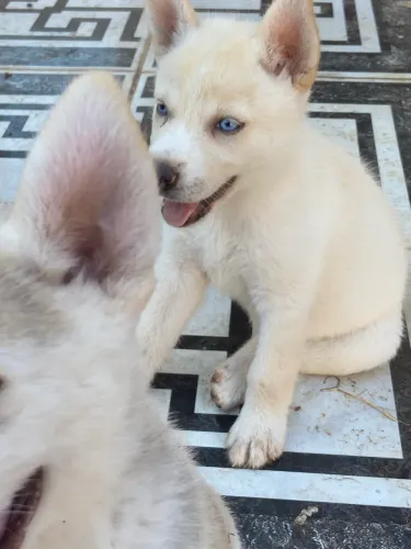 Vendo cachorro Husky siberiano