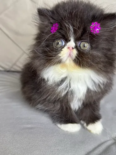 Gato persa