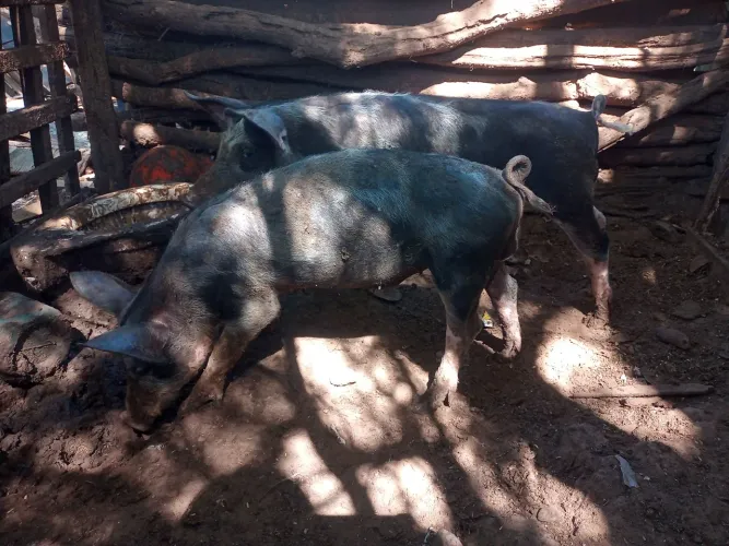 Leitões à venda