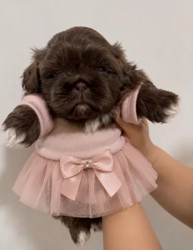 Shih tzu fêmea chocolate perfeita 