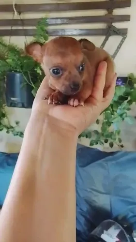 Filhote de pinscher macho 