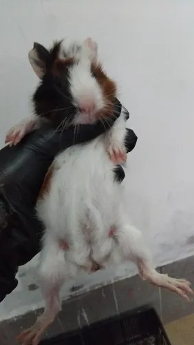 Vendo porquinhos da índia (Leia a descrição)