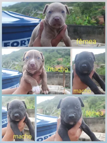 Cachorro 