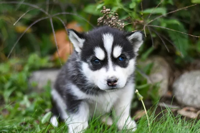 Husky siberiano Esse cachorrinho espalha amor sem dizer uma palavra