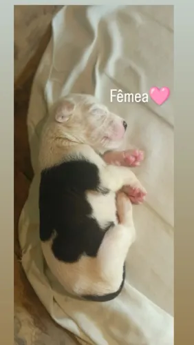 Vende-se filhotes de Pitbull American terrier