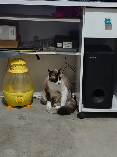 Estou doando essa gatinha carinhosa, e amorosa ela é pior que criança por que vou me mudar