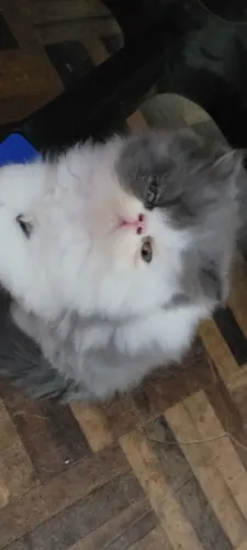 Gato persa filhote (macho)