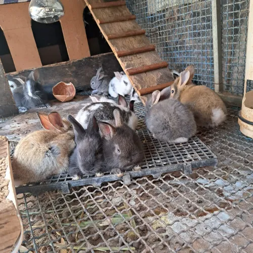 Vende-se filhotes de coelhos