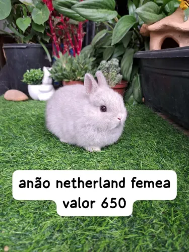 anão netherland/menor raça do mundo 