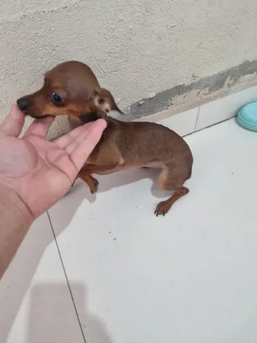 Pinshcer mini fêmea 2 anos