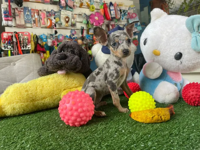 Pinscher miniatura fêmea arlequim