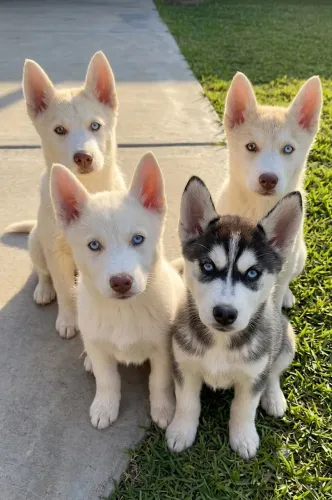 ? PROMOÇÃO - Husky Siberiano com Pedigree 