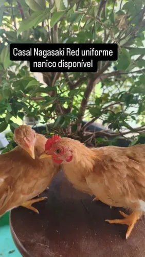 Casal garnisé Nagasaki