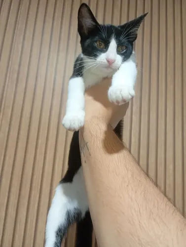 Doa-se lindas gatas