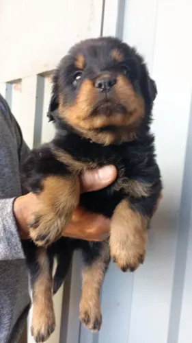 Última Fêmea Rottweiler 