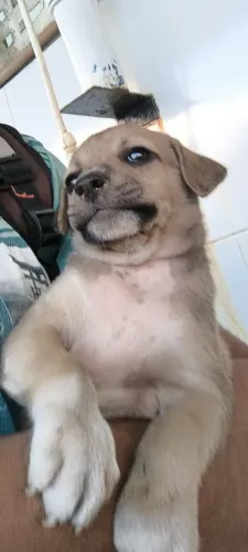 Cachorro Macho caramelo lindo