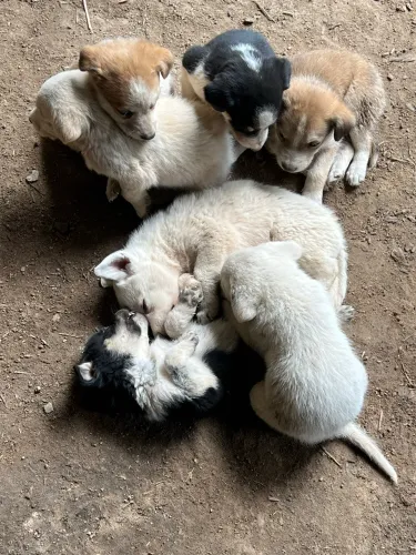 Filhotes ovelheiro para adoção