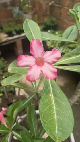 Rosa do deserto