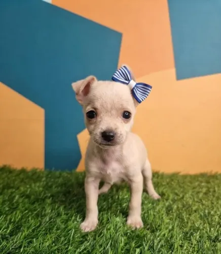 Pinscher Filhote Exclusivo