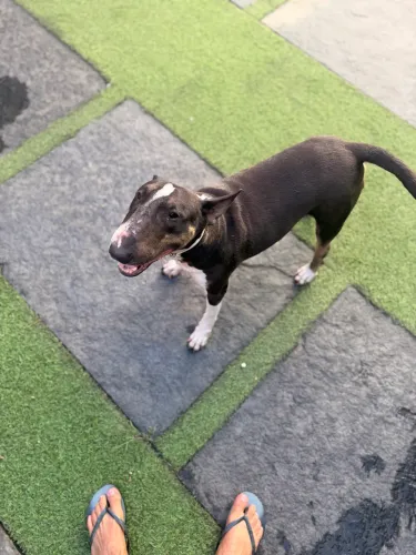Tenho uma Bull Terrier fêmea