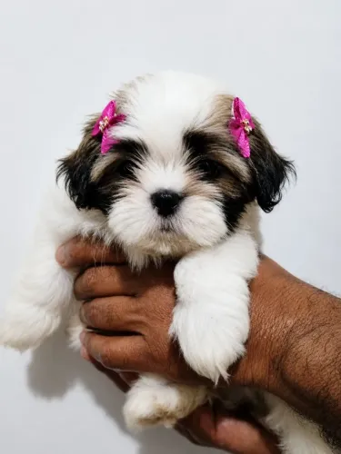 Filhotes de Shih-Tzu ?