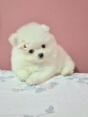 Spitz alemão - Lulu da Pomerânia anão fêmea branca