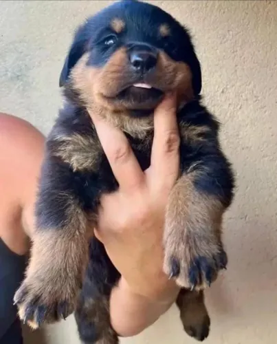 Vendo filhotes de rottweiler entregamos