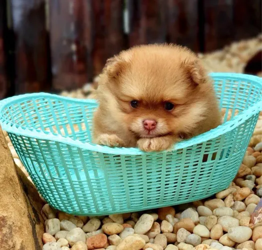 Spitz alemão/ lulu da pomerânia uma bola de pêlo