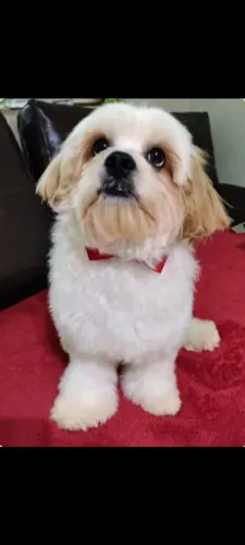Lindo cachorrinhos para adoção responsável 
