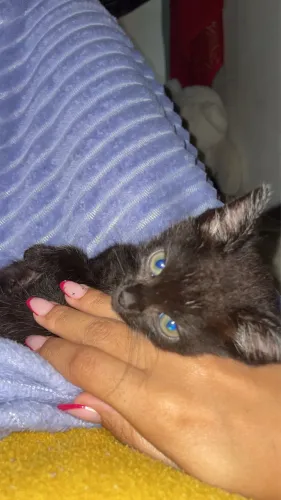 Doção gato macho