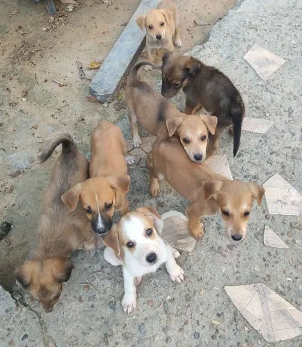 Doação de cachorro 