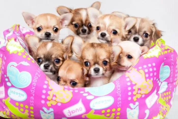 Chihuahua Filhotes