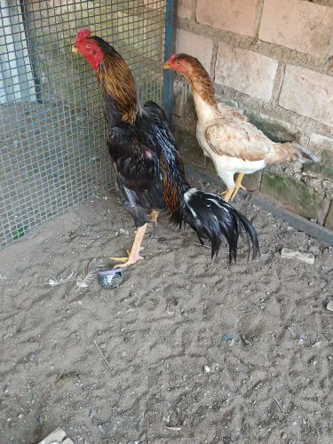 Galinha