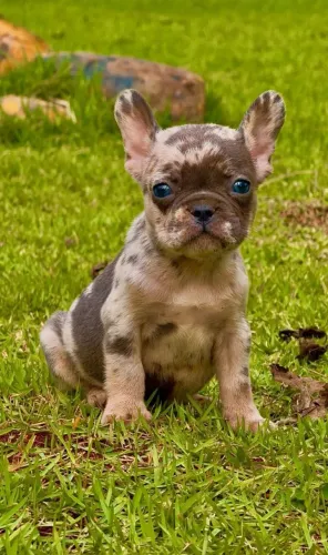 Bulldog Francês- Filhote Fêmea Lilac Tan Merle
