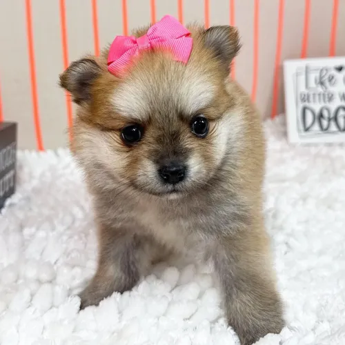 Última Fêmea disponível! Corra e garanta a sua- Spitz Alemão 
