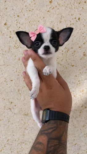 Chihuahua fêmea pronta entrega