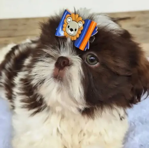 Shihtzu Fêmea chocolate Micro