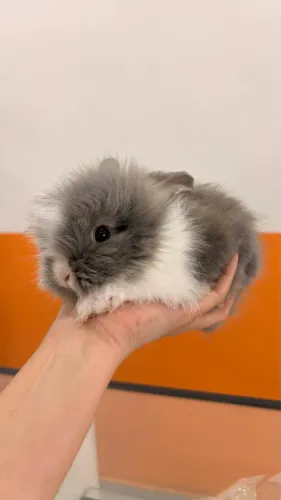 Filhote coelho mini lion