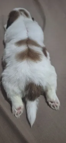 Shih-Tzu MACHO