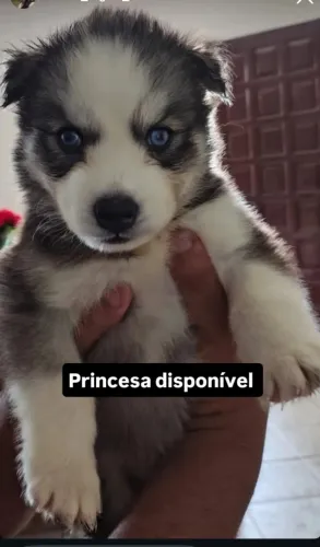 Filhote husky siberiano 