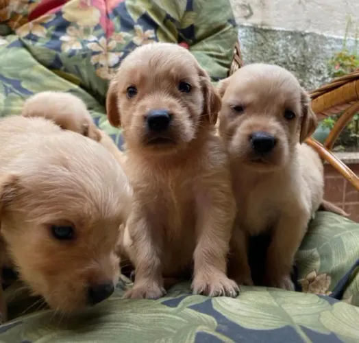 Golden retriever excelente temperamento