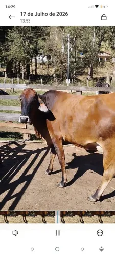 Vaca girolanda