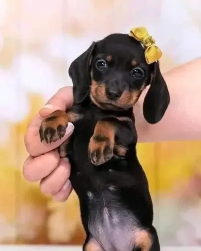 Basset (Salsicha) Disponíveis! Parcelo até 12x