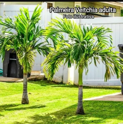 Mudas de palmeira Veitchia