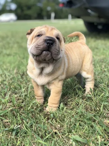 Shar Pei disponível!