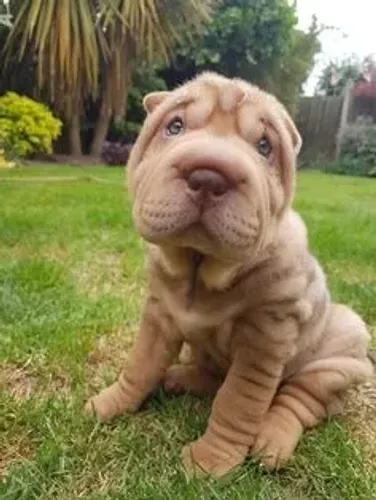Shar Pei à Venda com entrega em 5 dias 