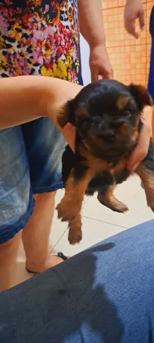 Yorkshire micro machinho 