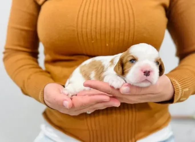 Fêmea de Cavalier King - entrega com microchip e vacina ética